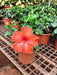 Hibiscus, Gudhal Flower (Orange) - Plant - Nurserylive Pune