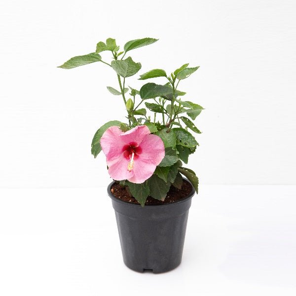 Hibiscus, Gudhal Flower (Pink) - Plant - Nurserylive Pune