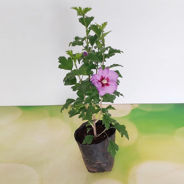 Hibiscus, Gudhal Flower (Purple) - Plant - Nurserylive Pune