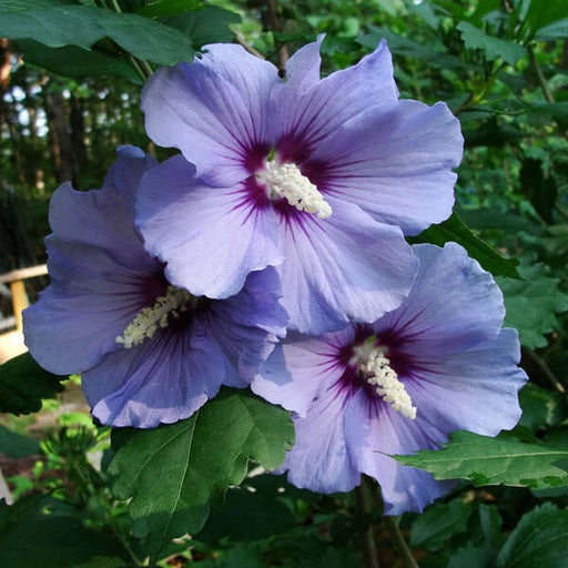 Hibiscus, Gudhal Flower (Purple) - Plant - Nurserylive Pune