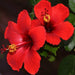 Hibiscus, Gudhal Flower (Red) - Plant - Nurserylive Pune