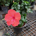 Hibiscus, Gudhal Flower (Red) - Plant - Nurserylive Pune