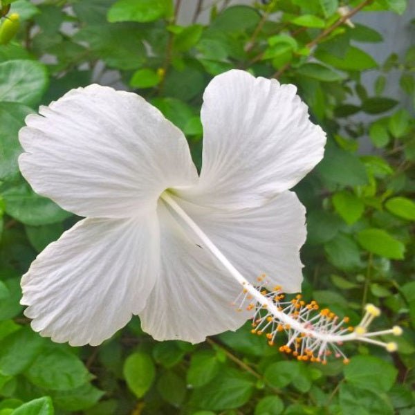 Hibiscus, Gudhal Flower (White) - Plant - Nurserylive Pune