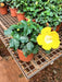 Hibiscus, Gudhal Flower (Yellow) - Plant - Nurserylive Pune