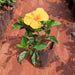 Hibiscus, Gudhal Flower (Yellow) - Plant - Nurserylive Pune