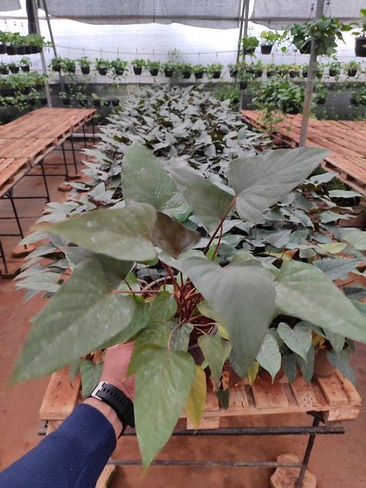 Homalomena Bronze Plant in 6 inch (15 cm) Pot - Nurserylive Pune