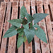 Homalomena Bronze Plant in 6 inch (15 cm) Pot - Nurserylive Pune