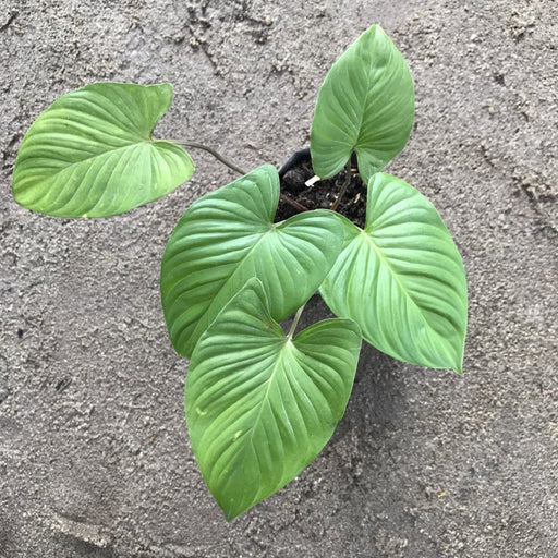 Homalomena Green Plant - Nurserylive Pune