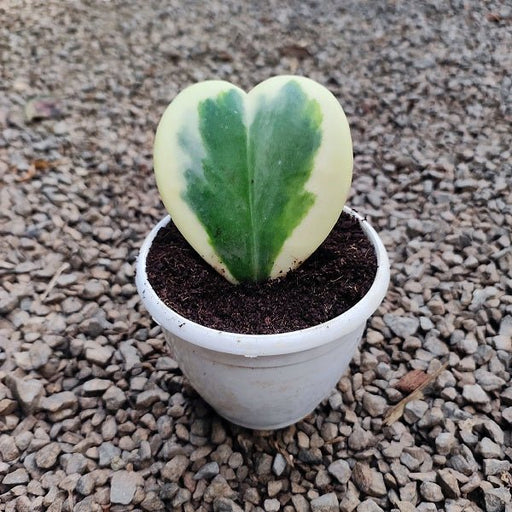 Hoya kerrii, Heart Leaf, Sweetheart Hoya (Variegated) - Succulent Plant - Nurserylive Pune