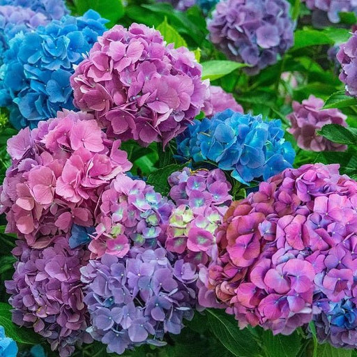 Hydrangea macrophylla (Any Color) Plant in 6 inch (15 cm) Poy - Nurserylive Pune