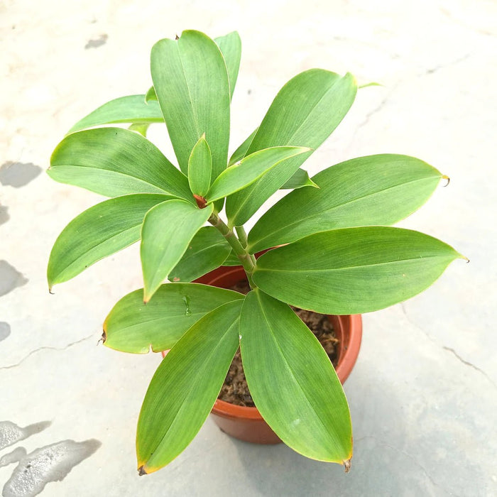 Insulin Plant, Costus igneus - Plant - Nurserylive Pune