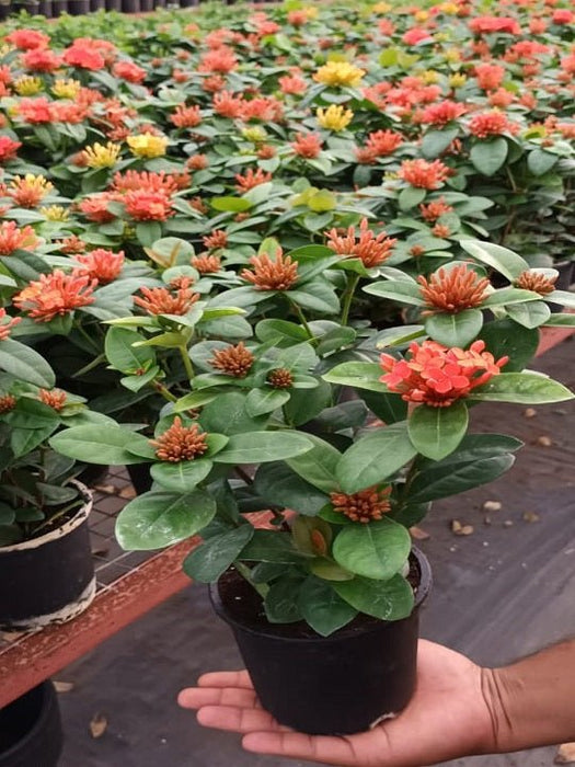 Ixora (Any Color) Plant in 5 inch Pot - Nurserylive Pune