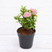 Ixora Mini Dwarf (Pink) Plant in 5 inch Pot - Nurserylive Pune
