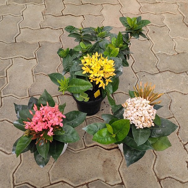 Ixora (Pack of 3) - Plants - Nurserylive Pune