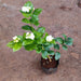 Jasminum sambac, Mogra, Arabian Jasmine - Plant - Nurserylive Pune