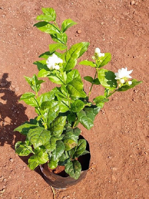 Jasminum Sambac, Moti Mogra, Arabian Jasmine - Plant - Nurserylive Pune