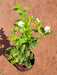 Jasminum Sambac, Moti Mogra, Arabian Jasmine - Plant - Nurserylive Pune