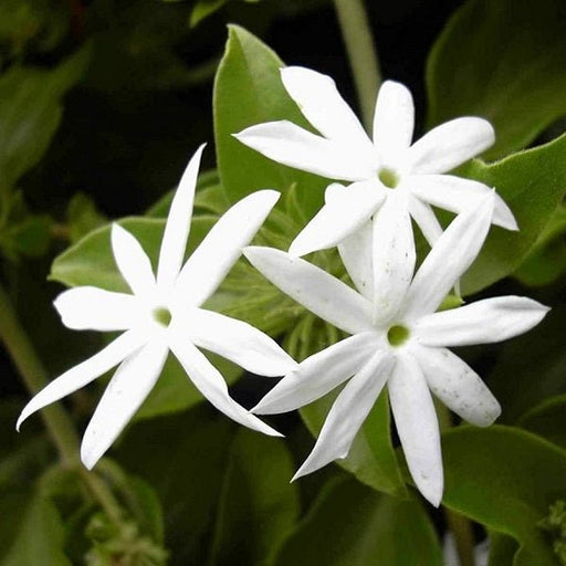 Juhi, Jasminum Auriculatum - Plant - Nurserylive Pune