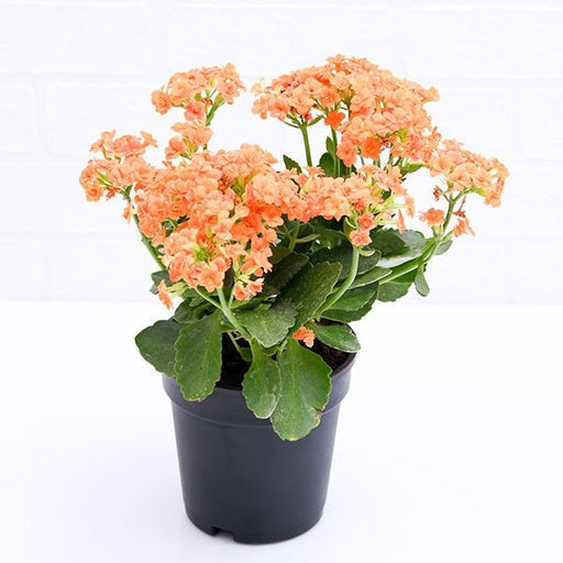 Kalanchoe (Orange) Plant in 5 inch (13 cm) Pot - Nurserylive Pune