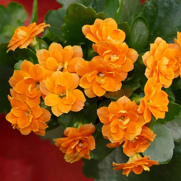 Kalanchoe (Orange) Plant in 5 inch (13 cm) Pot - Nurserylive Pune