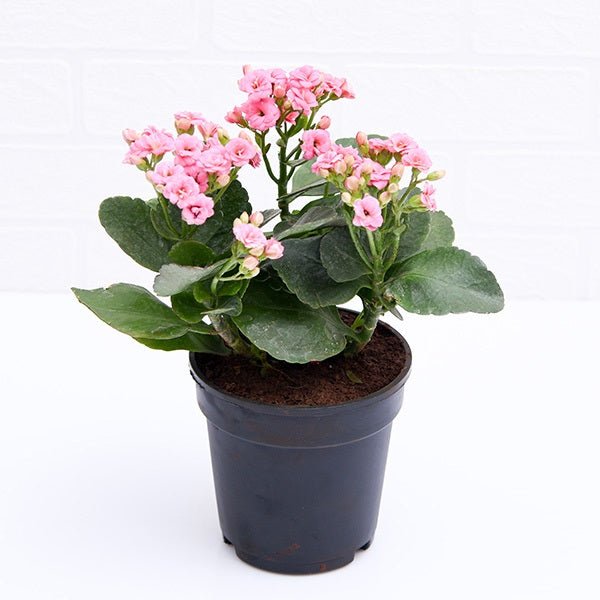 Kalanchoe (Pink) Plant in 5 inch (13 cm) Pot - Nurserylive Pune
