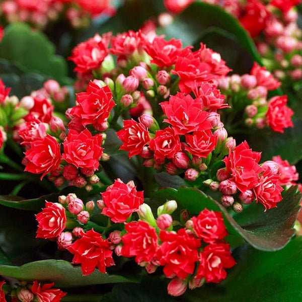 Kalanchoe (Red) Plant in 5 inch (13 cm) Pot - Nurserylive Pune