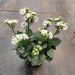 Kalanchoe (White) Plant in 5 inch (13 cm) Pot - Nurserylive Pune