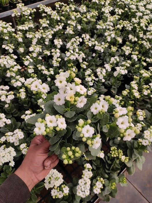 Kalanchoe (White) Plant in 5 inch (13 cm) Pot - Nurserylive Pune