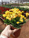 Kalanchoe (Yellow) Plant in 5 inch (13 cm) Pot - Nurserylive Pune