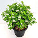 Kamini - Plant - Nurserylive Pune