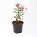 Kaner, Nerium Oleander (Pink, Single) - Plant - Nurserylive Pune