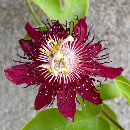 Krishna Kamal, Passion Flower (Pink) Plant in 10 inch (25 cm) Pot - Nurserylive Pune