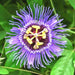 Krishna Kamal, Passion Flower (Purple) Plant in 10 inch (25 cm) Pot - Nurserylive Pune