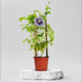 Krishna Kamal, Passion Flower (Purple) Plant in 10 inch (25 cm) Pot - Nurserylive Pune