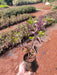Krishna Tulsi Plant, Holy Basil, Ocimum tenuiflorum (Black) - Plant - Nurserylive Pune