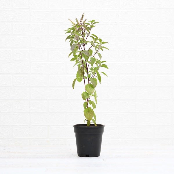 Buy Krishna Tulsi Plant Holy Basil Ocimum tenuiflorum Black