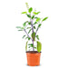 Krishna Tulsi Plant, Holy Basil, Ocimum tenuiflorum (Black) - Plant - Nurserylive Pune