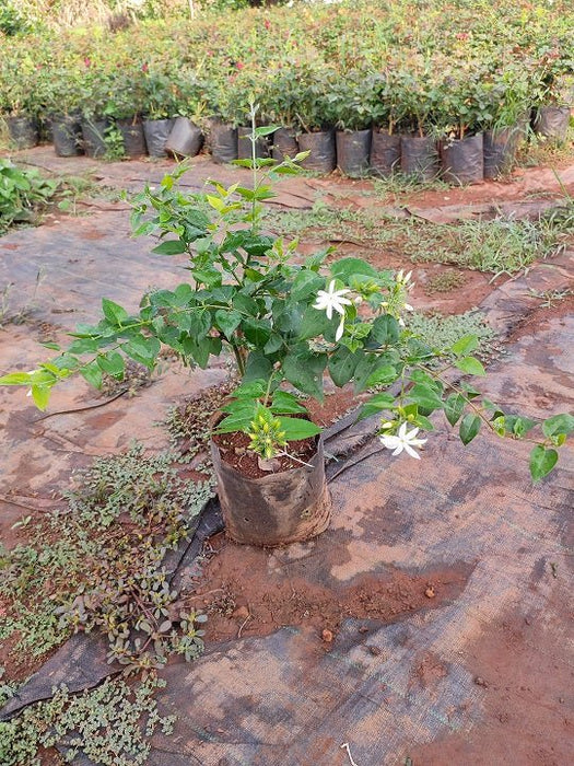 Kunda, Downy Jasmine - Plant - Nurserylive Pune