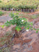 Kunda, Downy Jasmine - Plant - Nurserylive Pune