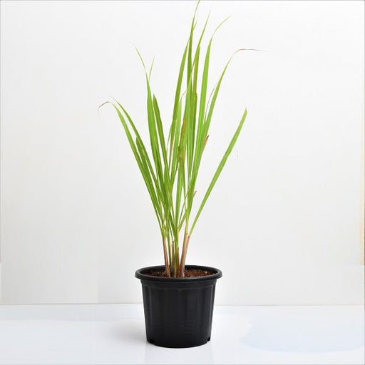 Lemon Grass - Plant - Nurserylive Pune