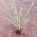 Lemon Grass - Plant - Nurserylive Pune