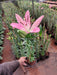 Lilium Pink - Plant - Nurserylive Pune