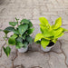 Lovely Money Plants for Priceless Love - Nurserylive Pune