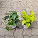 Lovely Money Plants for Priceless Love - Nurserylive Pune