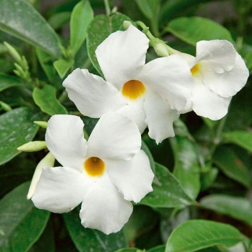 Mandevilla (White) Plant in 10 inch (25 cm) Pot - Nurserylive Pune