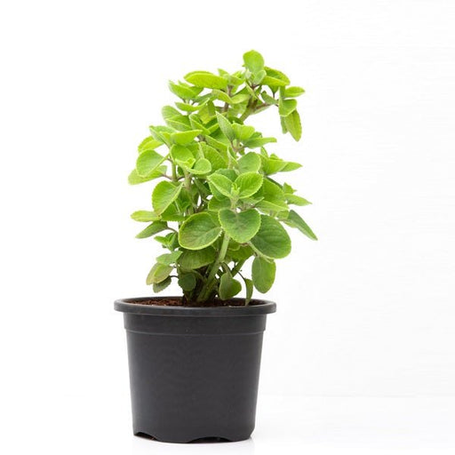 Mexican mint, Patharchur, Ajwain Leaves - Plant - Nurserylive Pune