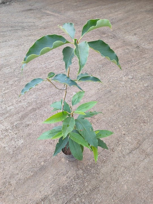 Michelia Champa, Son Champa ( Orange, Grafted ) - Plant - Nurserylive Pune