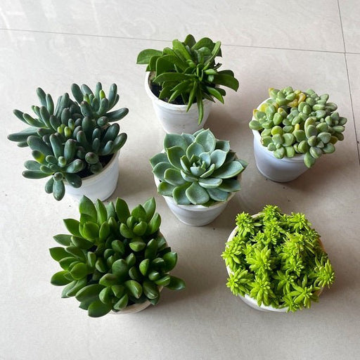 Mini Succulent Garden - Nurserylive Pune