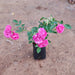 Miniature Rose, Button Rose (Any Color) - Plant - Nurserylive Pune