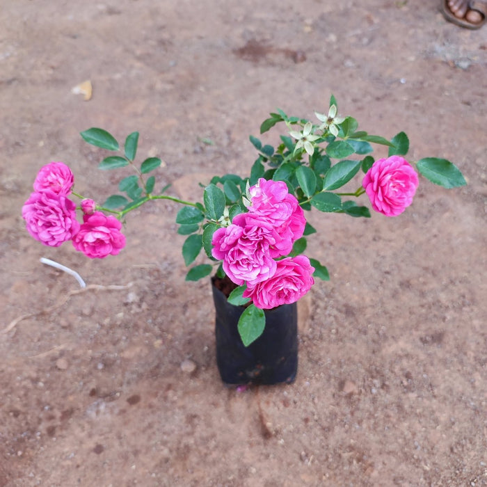 Miniature Rose, Button Rose (Pink) - Plant - Nurserylive Pune